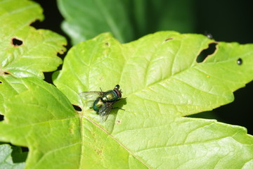 lucilie soyeuse ou mouche verte