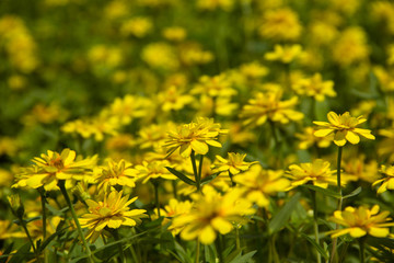  colorful zinnia elegans flowers