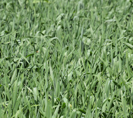 Young green wheat field