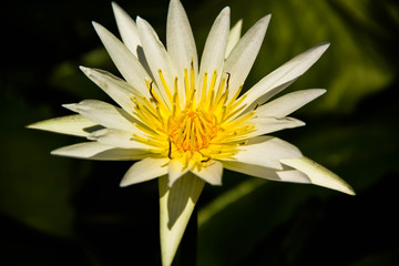 water lilly in the pond