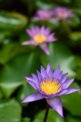 いくつも開花した水連の花