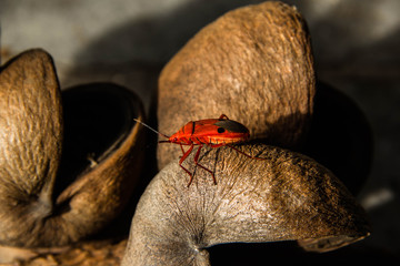 Red Cotton Steiner bug