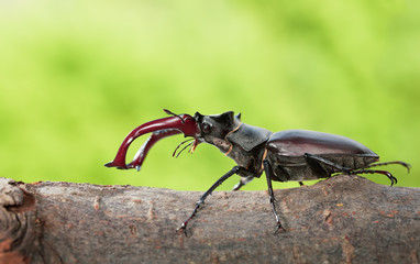 Stage Beetle