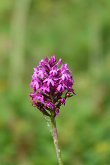 Obraz premium Orchis pyramidal