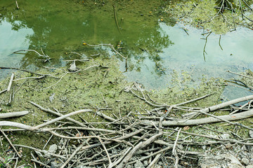 River & Dry tree branch & algae (thallophytic plant, moss lichen). Sewage or domestic wastewater or municipal wastewater is product by community of people. waste water is any water that has been use