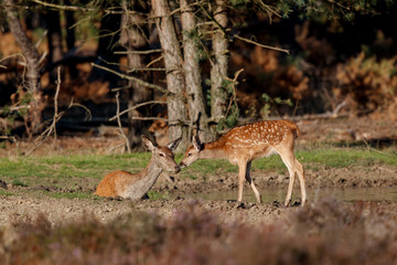 Naklejka na ściany i meble Red deer female with calf in rutting season in National Park Hoge Veluwe in the Netherlands