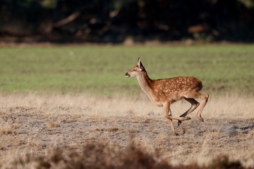 Red deer calf running on the moorland in rutting season in National Park Hoge Veluwe in the Netherlands