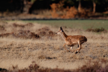 Red deer calf running on the moorland in rutting season in National Park Hoge Veluwe in the Netherlands
