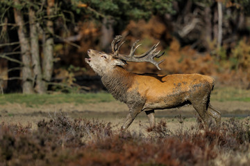 Red deer stag bellowing in rutting season in National Park Hoge Veluwe in the Netherlands