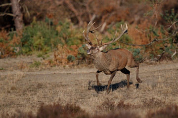 Red deer stag running in rutting season in National Park Hoge Veluwe in the Netherlands