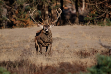 Red deer stag running in rutting season in National Park Hoge Veluwe in the Netherlands