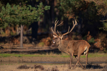 Red deer stag  in rutting season in National Park Hoge Veluwe in the Netherlands