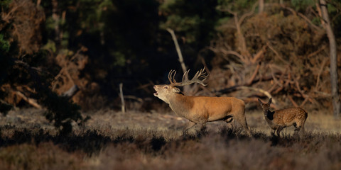 Red deer stag bellowing in rutting season in National Park Hoge Veluwe in the Netherlands