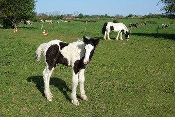 Obraz premium Poulain irish Cob