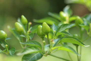 Obraz premium Green chili pepper in the garden