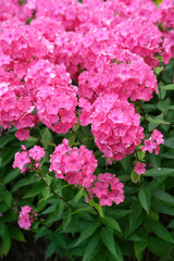 Flowers of pink phlox, summer in the garden.