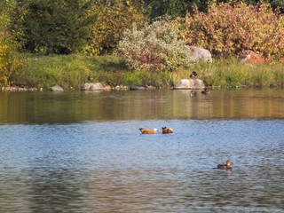 Autumn time, autumn in the city, urban autumn landscape with a pond, people walking and other fun