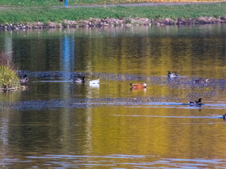 Autumn time, autumn in the city, urban autumn landscape with a pond, people walking and other fun
