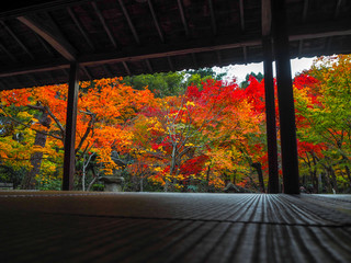 Beautiful autumn scene of colorful maple trees in japanese temple garden for background, Kyoto, Japan