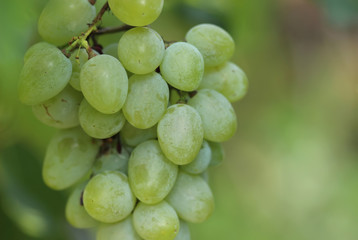 Bunch of grapes on the vine