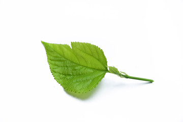 Mulberry top tree Asian ingredient for nature tea herbal on isolated background