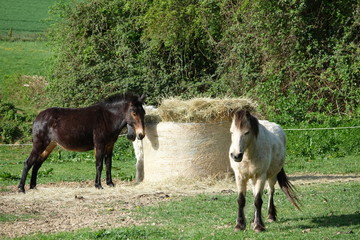 mule et cheval