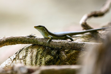 Lizard on a tree stump
