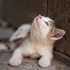 Kitten paw scratches behind the ear, outdoor closeup portrait. Fleas and ticks in domestic animals