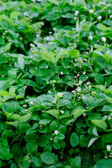 A bed of flowering strawberries in early summer.