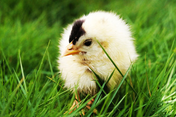 chick in grass