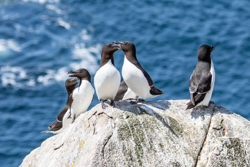 Fototapeta premium Guillemots 1