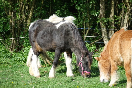 chevaux et poney