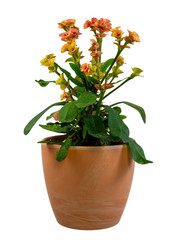 Isolated christ thorn flower