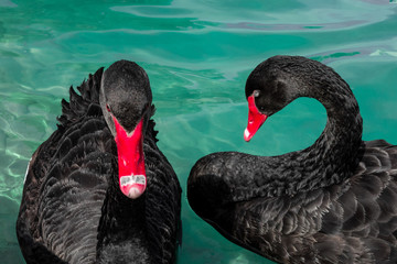 Fototapeta premium Couple of black swans in pond. Two birds with red beaks swim in blue water of lake. Love symbol or romantic relations