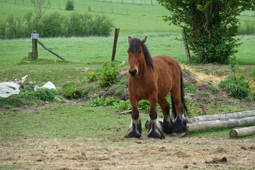 cheval de trait