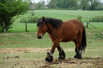 Fototapeta premium cheval de trait brun