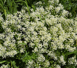 Lepidium draba white flowers