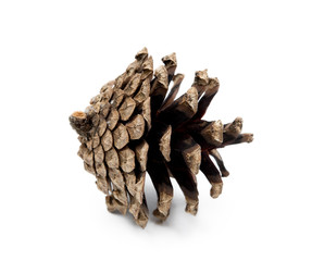 Cone pine isolated on white background