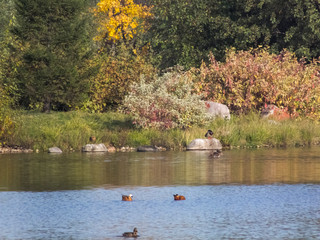 Autumn time, autumn in the city, urban autumn landscape with a pond, people walking and other fun