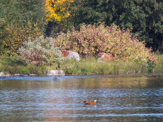 Autumn time, autumn in the city, urban autumn landscape with a pond, people walking and other fun