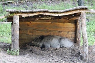 Wild boars on a sunny day hide from the rays of the sun under a wooden canopy
