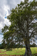 Large beech tree with green leaves in mountain. Italian Alps, Italy, Europe