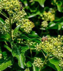 Macro shot of a bee sitting on the blossoms of an ivy and sucking nectar with its proboscis.