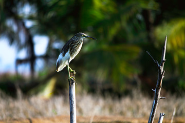 bird, heron, nature, wildlife, animal, beak, feather, blue, egret, birds, white, wild, grey, water, tree, feathers, branch, great blue heron, kingfisher, standing, avian, animal bad name malaylam kokk
