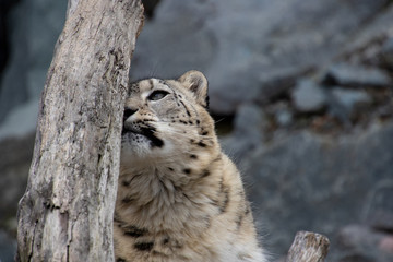 Schneeleopard