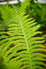 beautiful green plant. fern leaf. Fresh ecological, clean