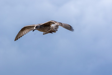 European Herring Gull - Seagull 