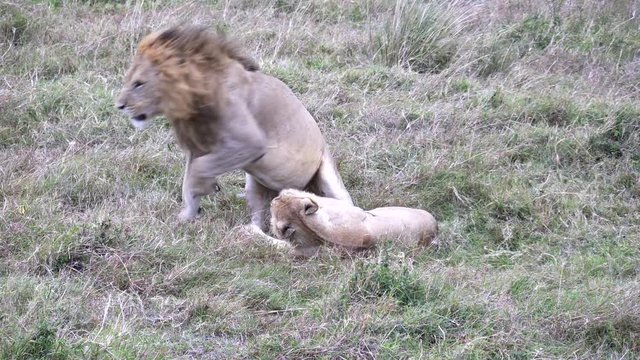 wide shot of two lions mating at masai mara national reserve in kenya, africa