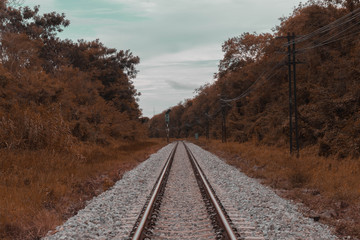 Fototapeta premium road in the forest