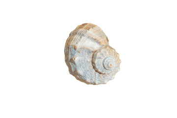 Sea shell isolated on a white background. Clipping Path